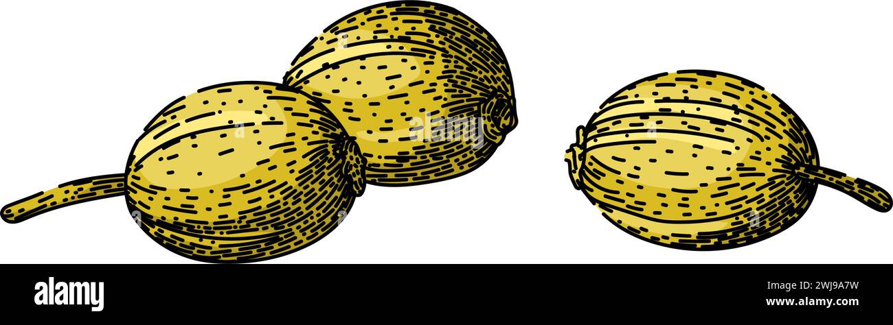 view coriander sketch hand drawn vector Stock Vector Image & Art - Alamy