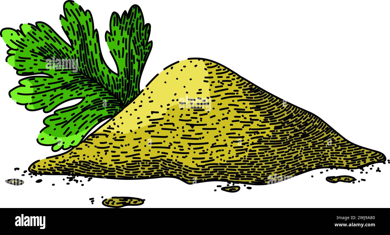 top coriander sketch hand drawn vector Stock Vector Image & Art - Alamy