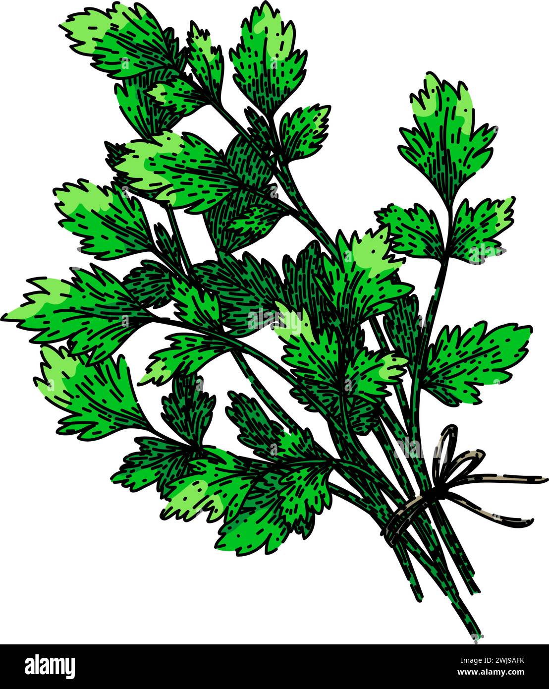 leaf parsley sketch hand drawn vector Stock Vector Image & Art - Alamy