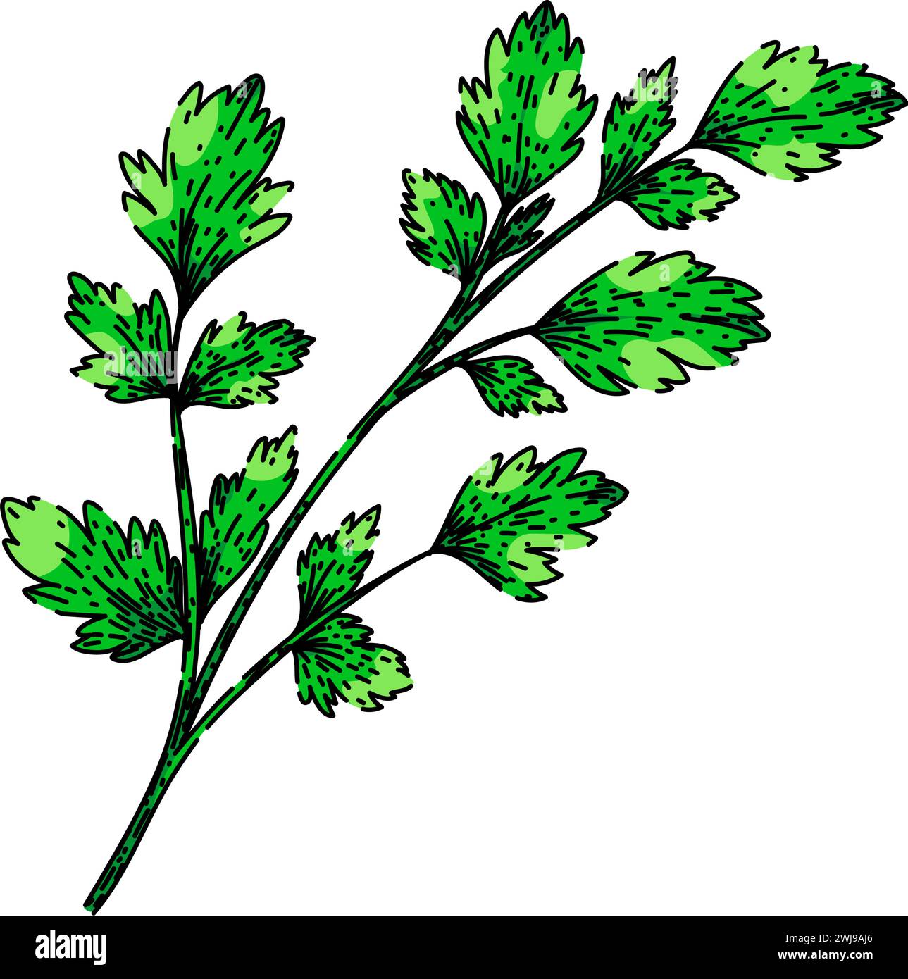 top parsley sketch hand drawn vector Stock Vector Image & Art - Alamy