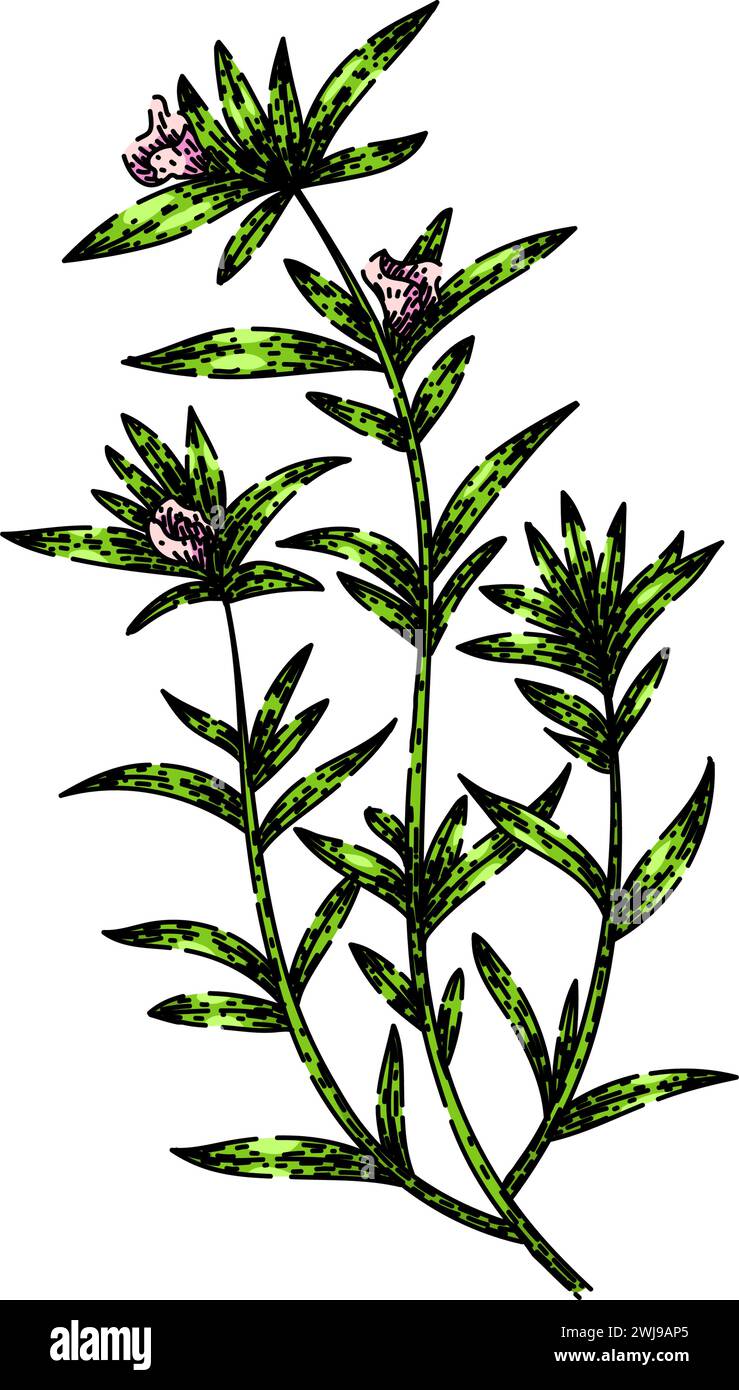 satureja savory sketch hand drawn vector Stock Vector Image & Art - Alamy