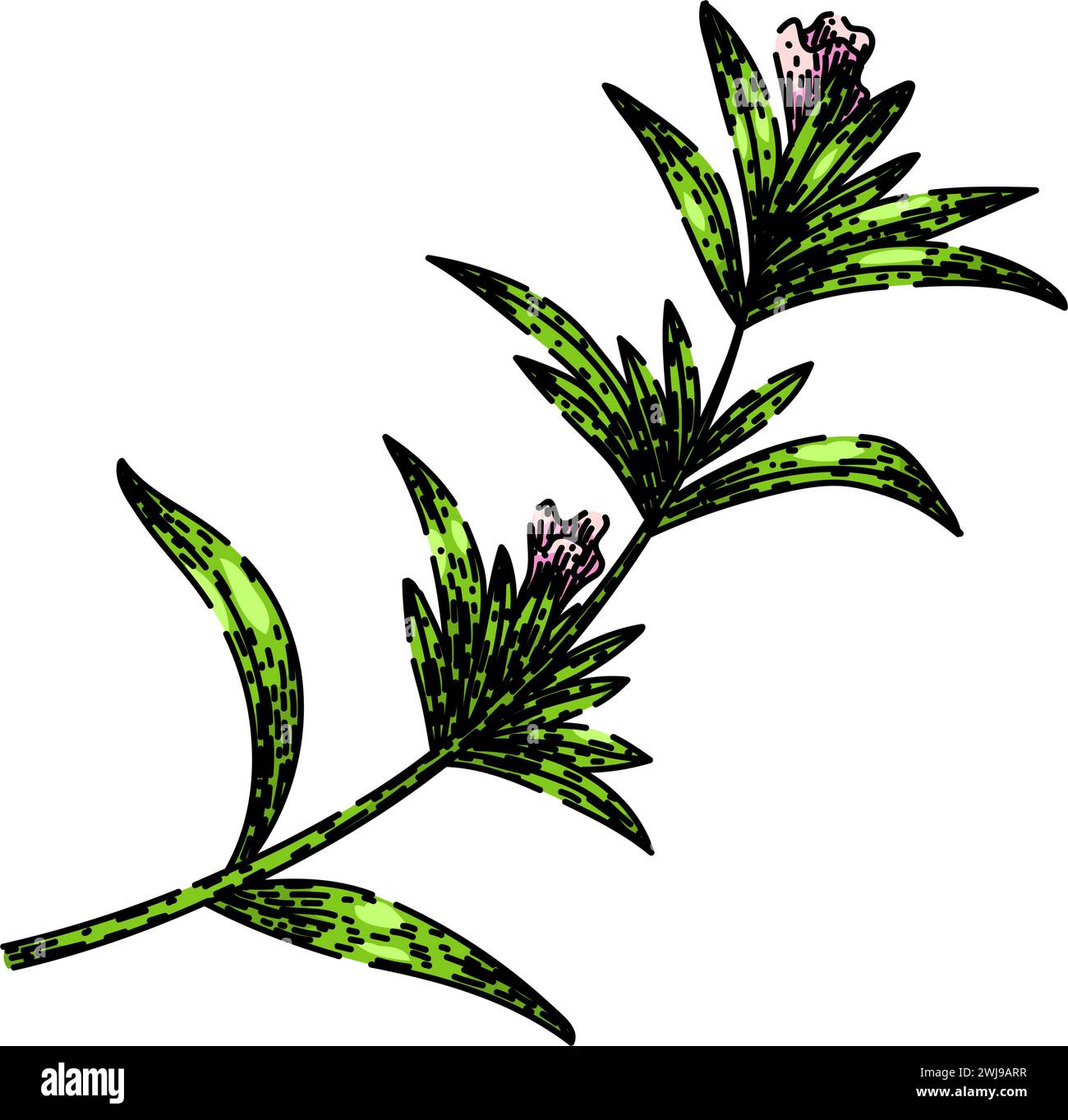 plant savory sketch hand drawn vector Stock Vector Image & Art - Alamy
