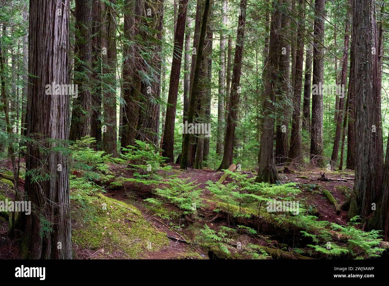 View of the lush, green, coniferous forest as seen at a local provincial park with towering trees, small trees and moss. Stock Photo