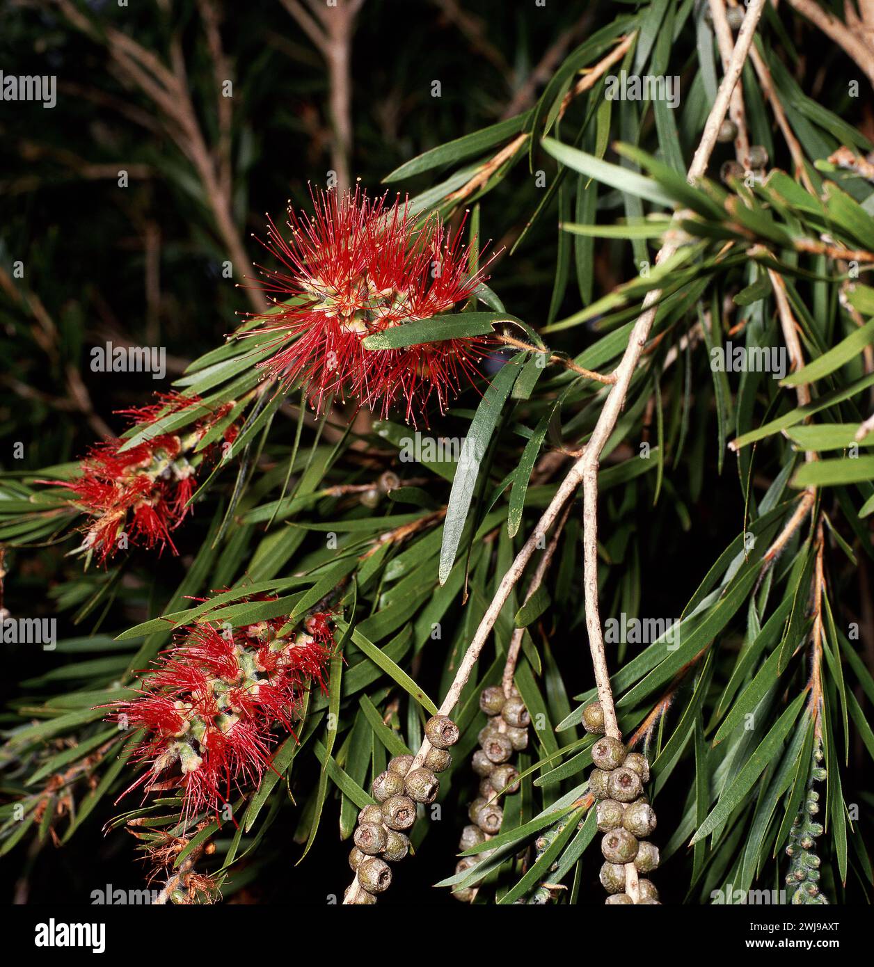 Melaleuca viminalis, commonly known as weeping bottlebrush or creek bottlebrush Stock Photo