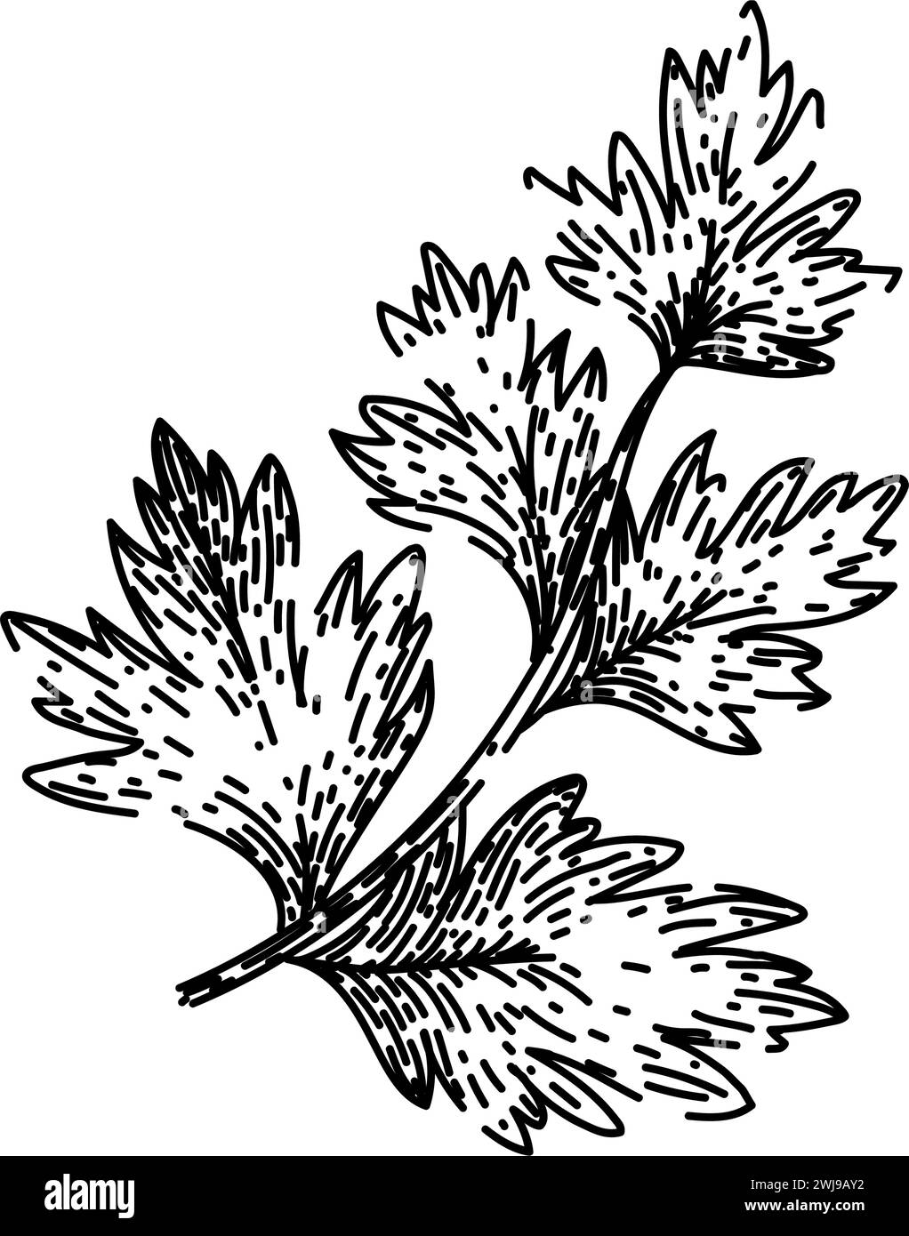 coriander chervil sketch hand drawn vector Stock Vector