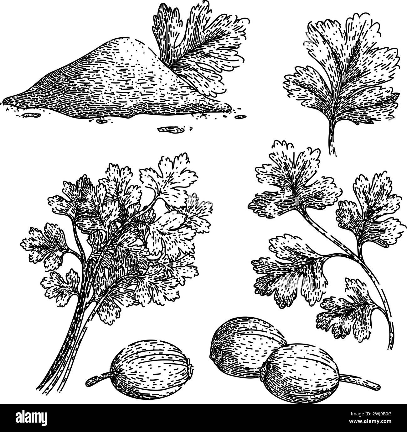 coriander set sketch hand drawn vector Stock Vector Image & Art - Alamy