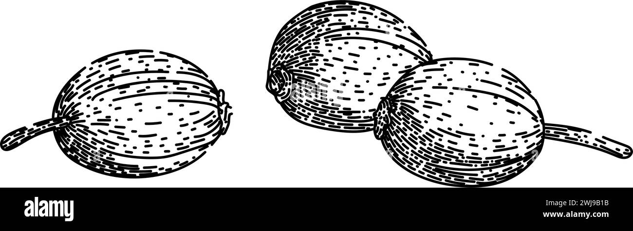 view coriander sketch hand drawn vector Stock Vector Image & Art - Alamy