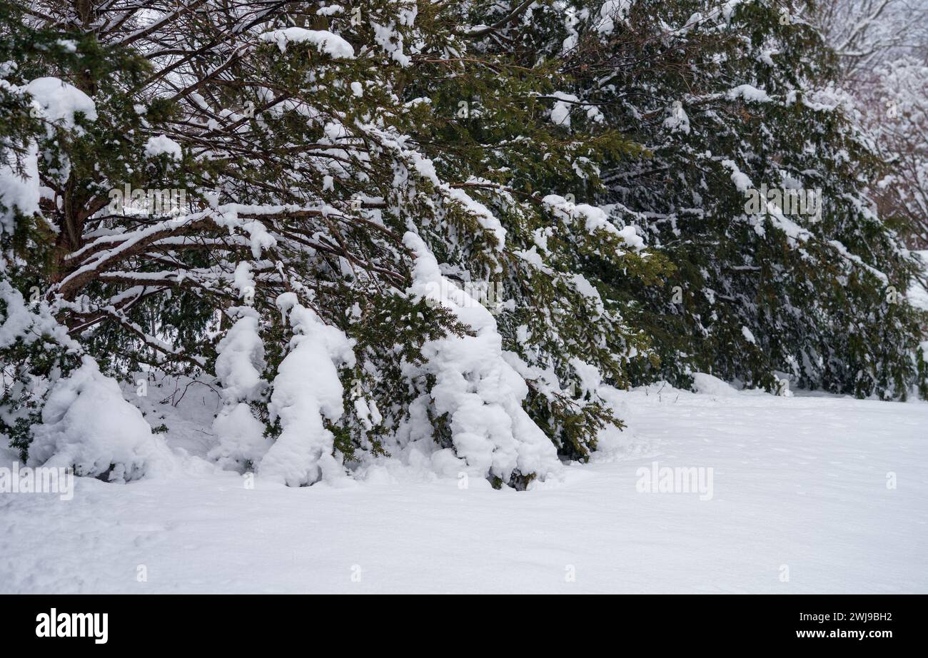 Chappaqua, NY- Feb 13 2024 - A winter storm dumped over a foot of heavy wet snow on the Westchester New York suburbs, damaging trees and bushes.. Stock Photo