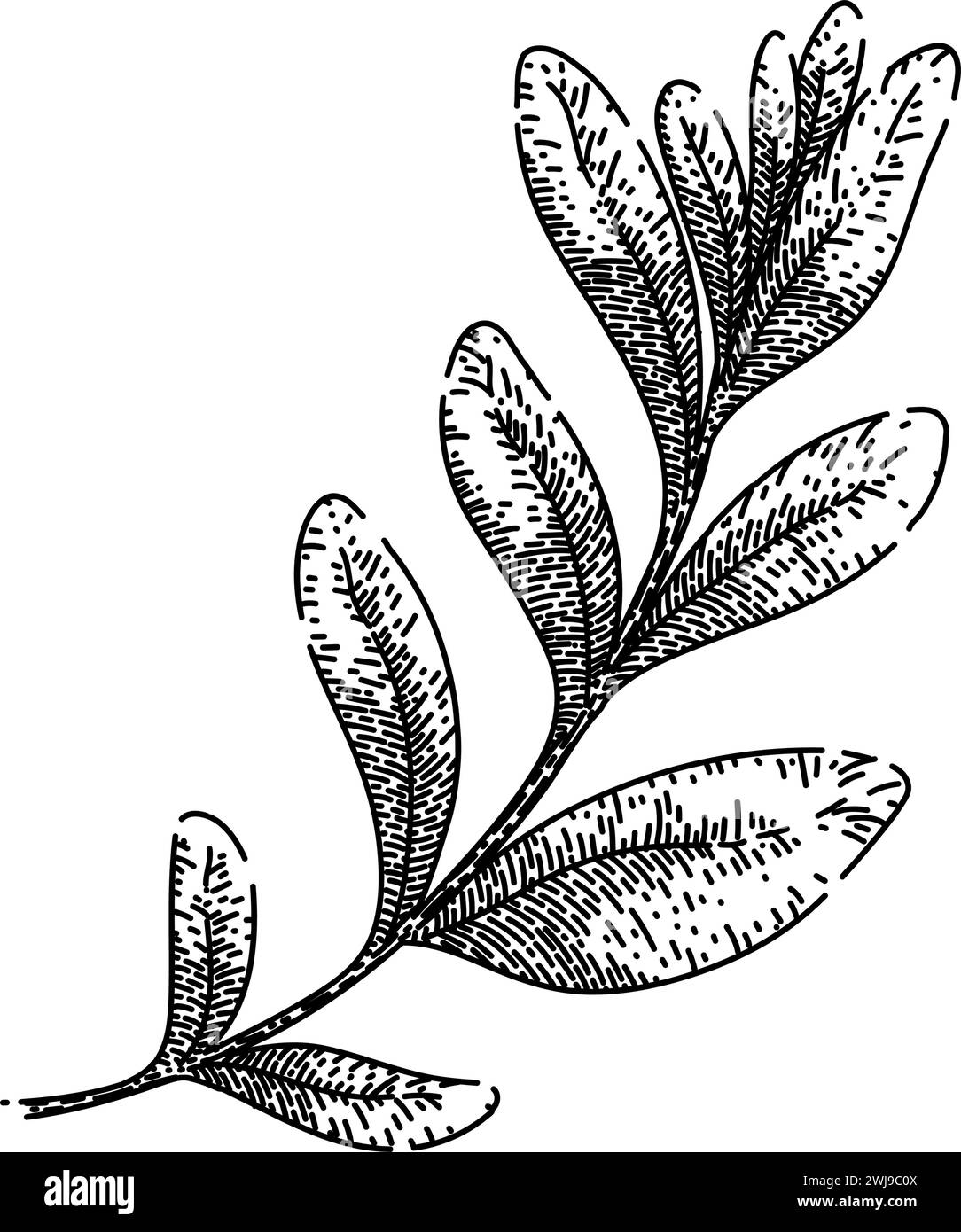 leaves marjoram sketch hand drawn vector Stock Vector Image &amp; Art - Alamy