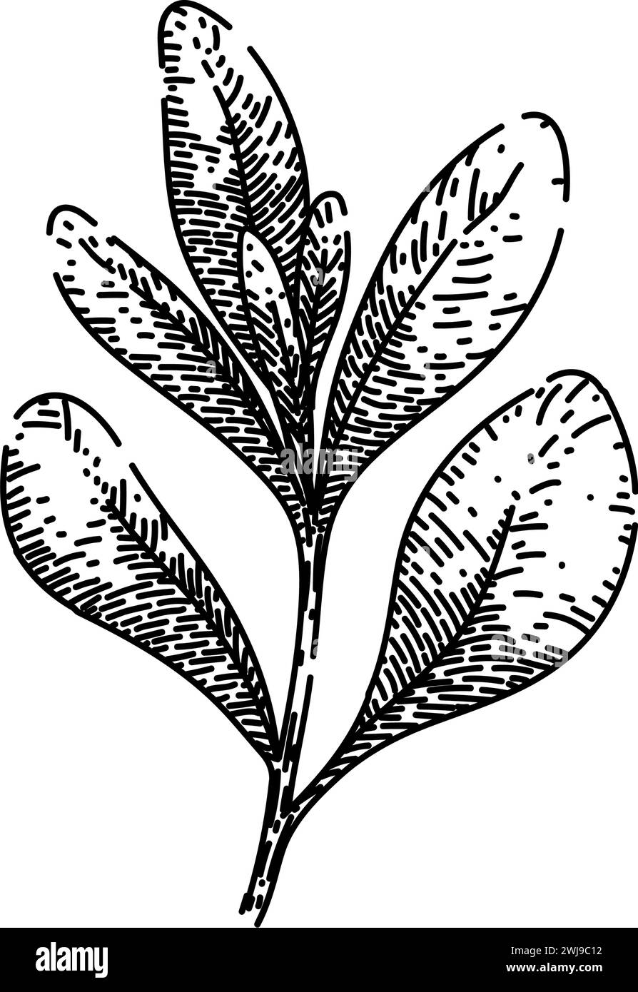 herb marjoram sketch hand drawn vector Stock Vector Image & Art Alamy