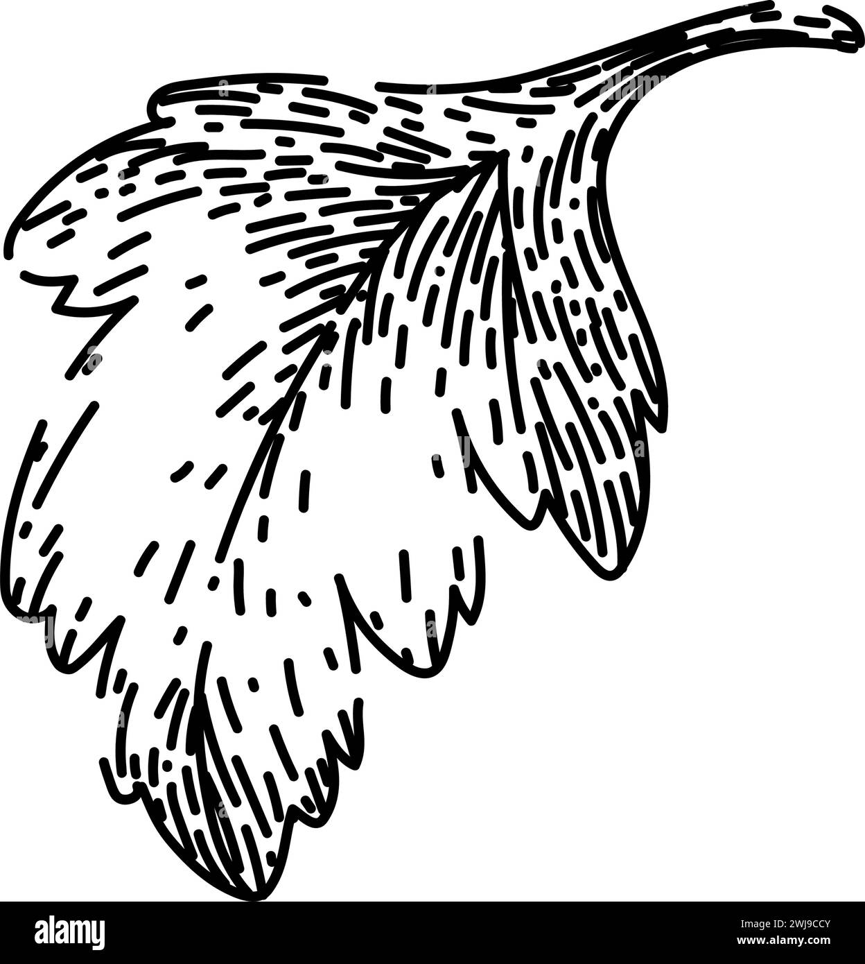 view parsley sketch hand drawn vector Stock Vector Image & Art - Alamy