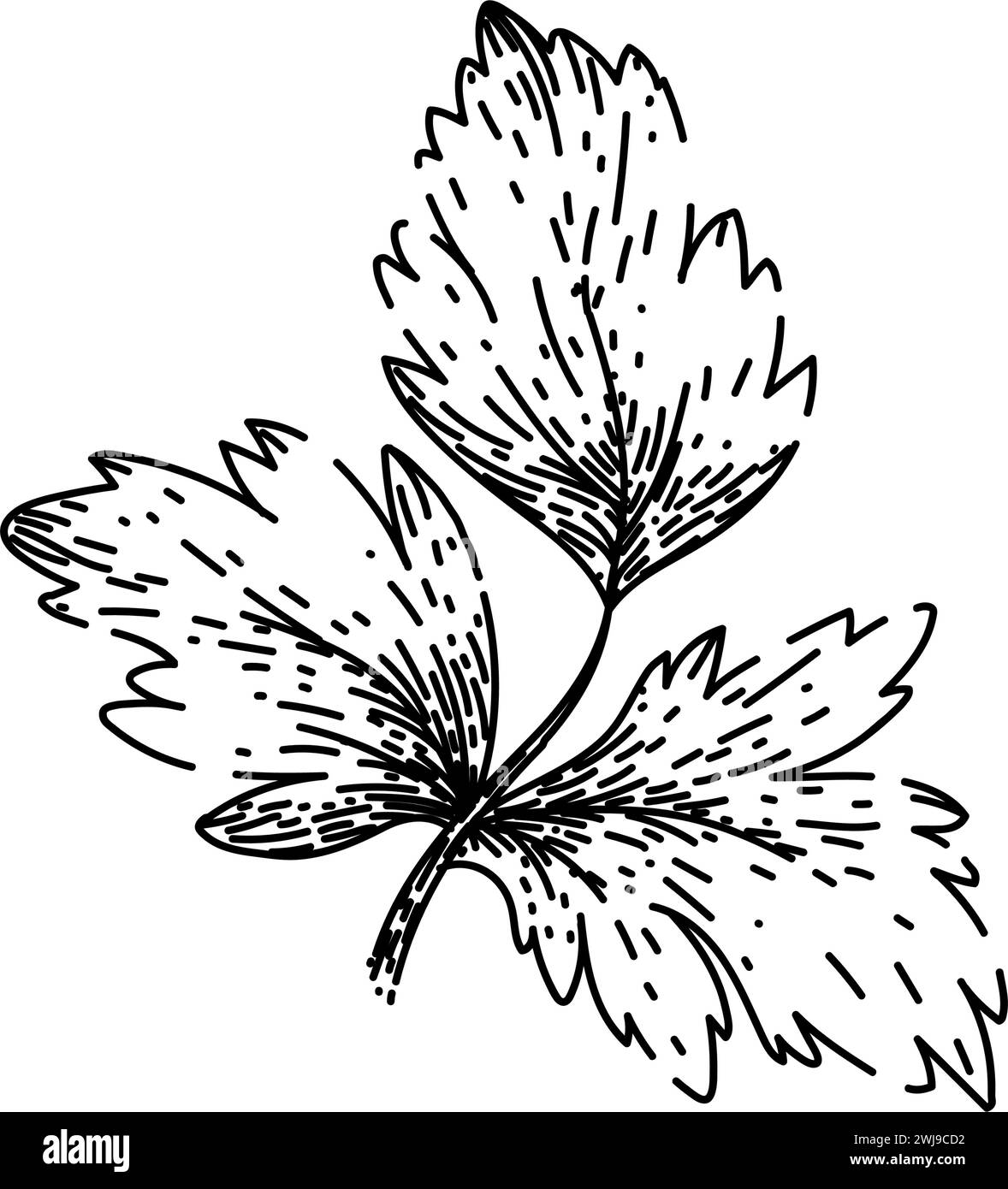 garnish parsley sketch hand drawn vector Stock Vector Image & Art - Alamy