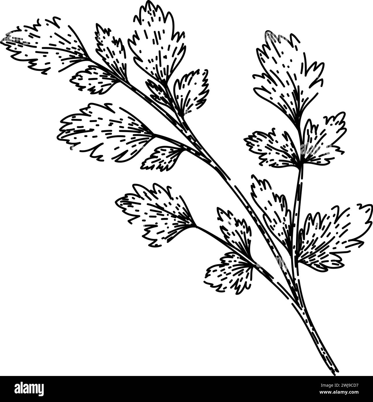 top parsley sketch hand drawn vector Stock Vector Image & Art - Alamy