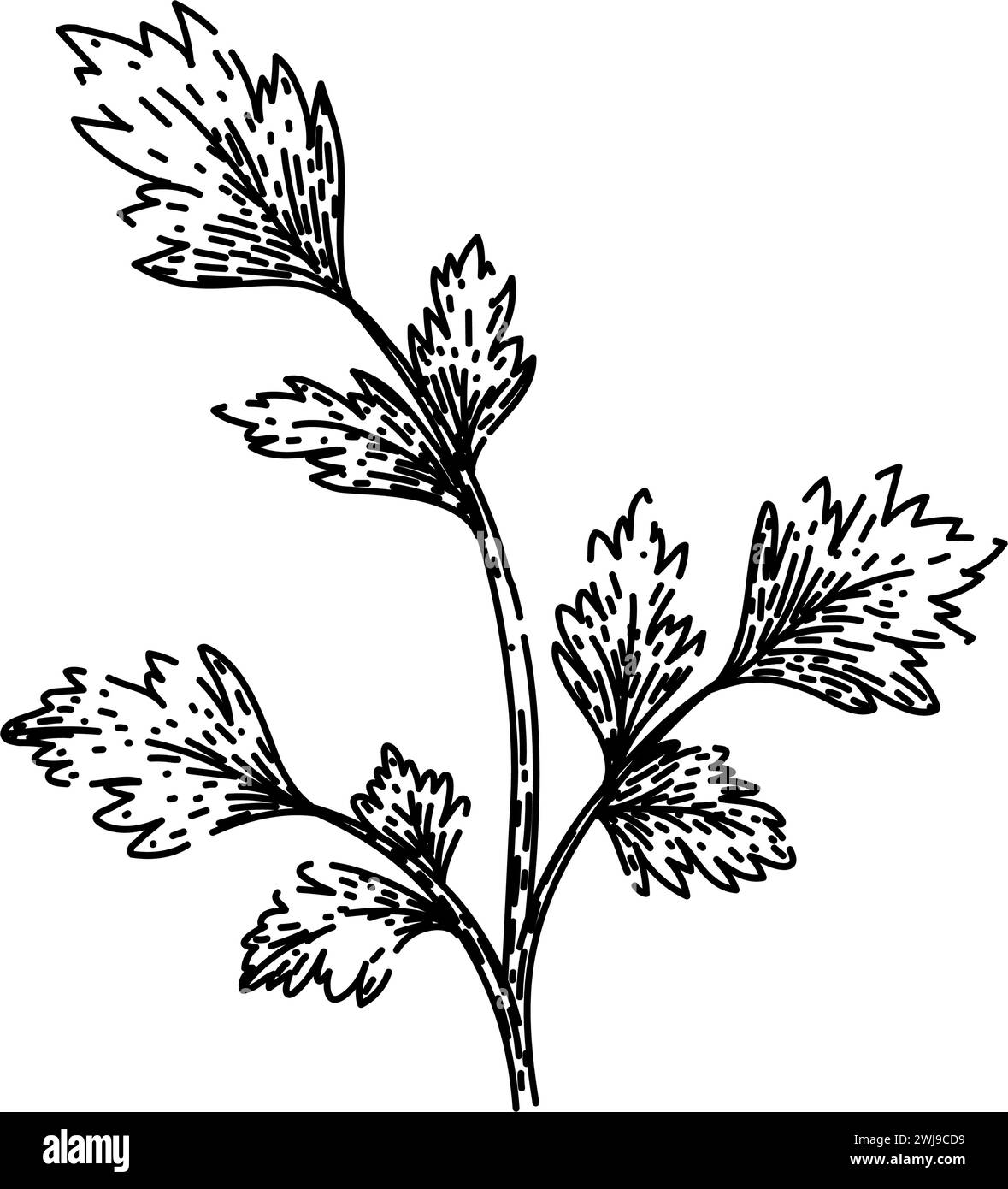 green parsley sketch hand drawn vector Stock Vector Image & Art - Alamy
