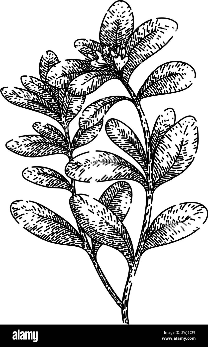 fresh marjoram sketch hand drawn vector Stock Vector Image & Art Alamy