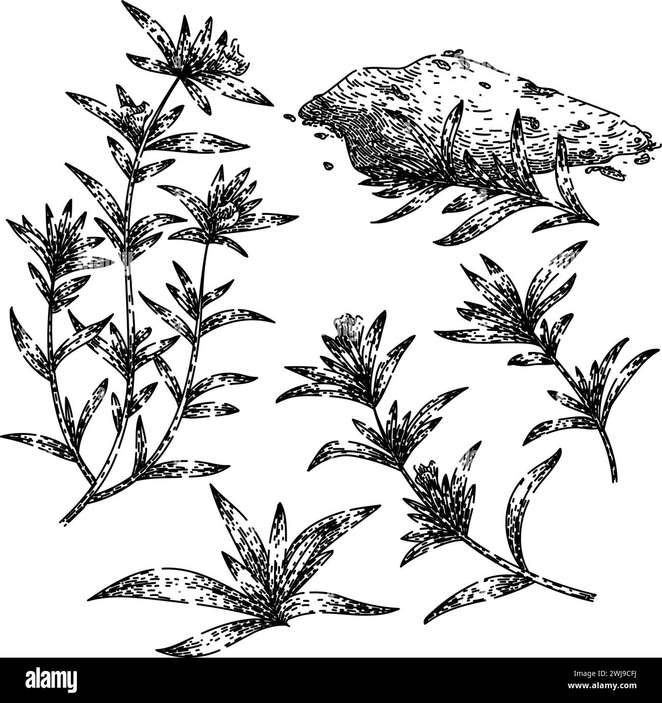 savory set sketch hand drawn vector Stock Vector Image & Art - Alamy 