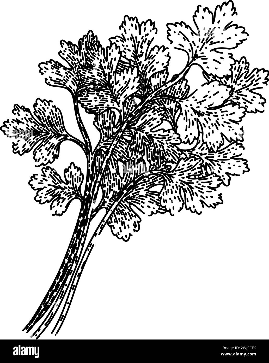 leaf coriander sketch hand drawn vector Stock Vector Image & Art Alamy