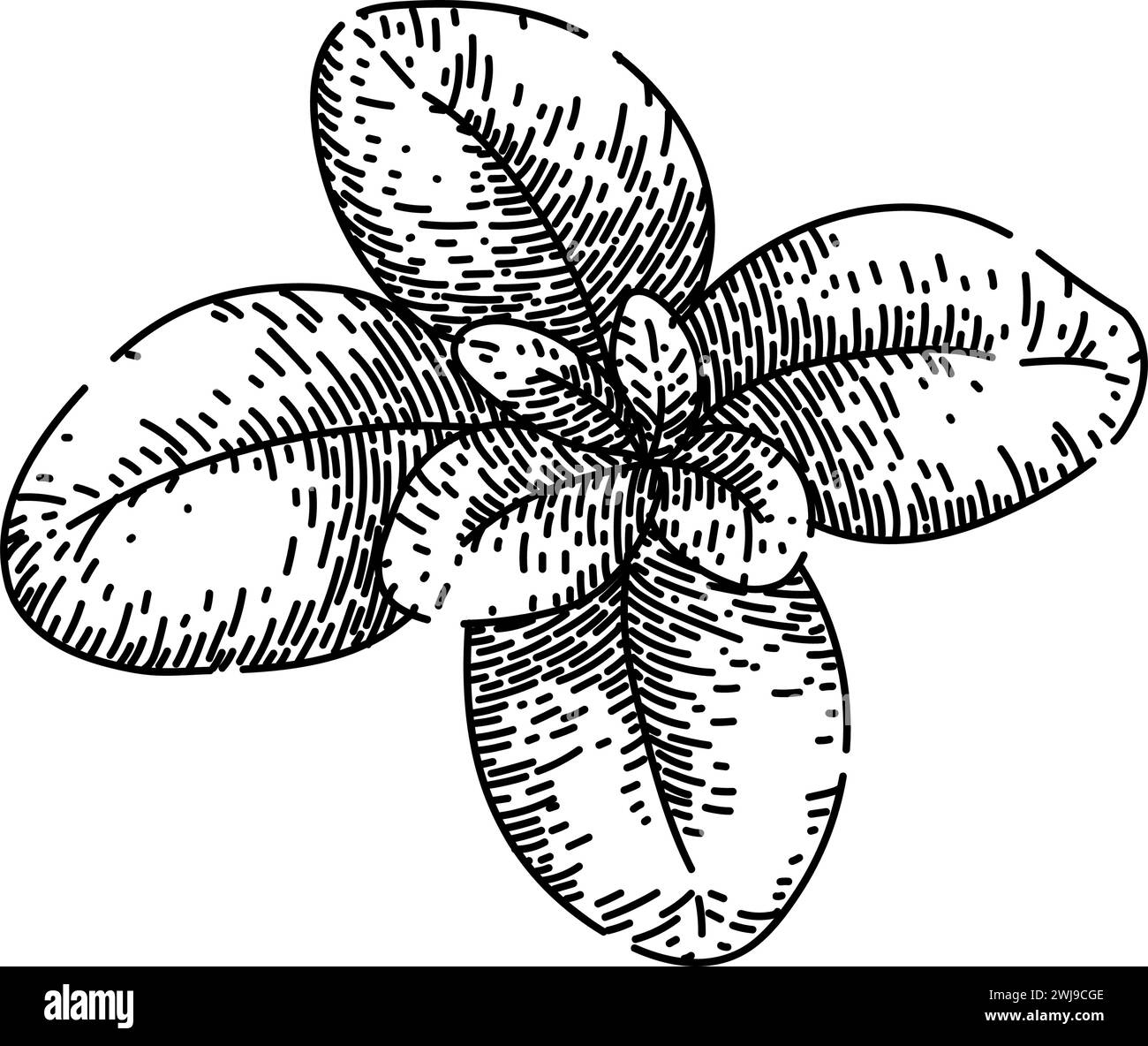 plant marjoram sketch hand drawn vector Stock Vector Image & Art Alamy