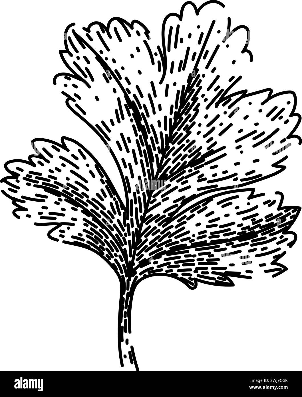 parsley coriander sketch hand drawn vector Stock Vector Image & Art - Alamy