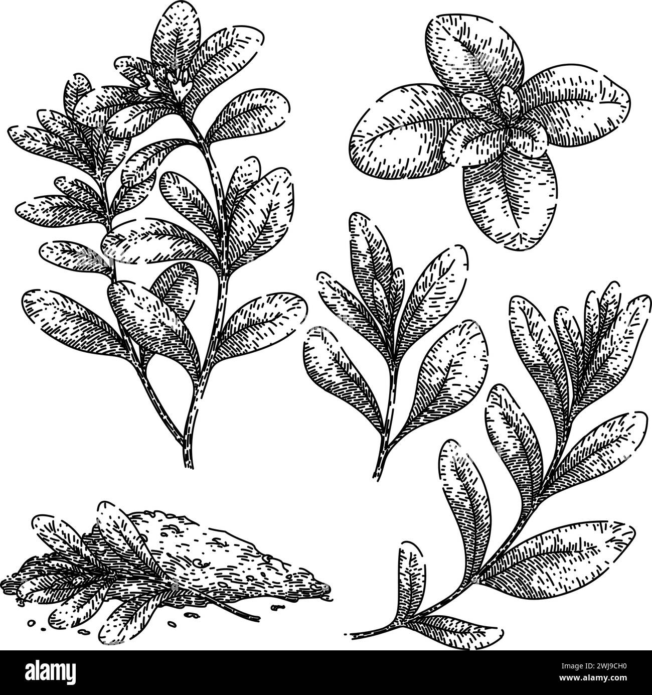 marjoram set sketch hand drawn vector Stock Vector Image & Art Alamy