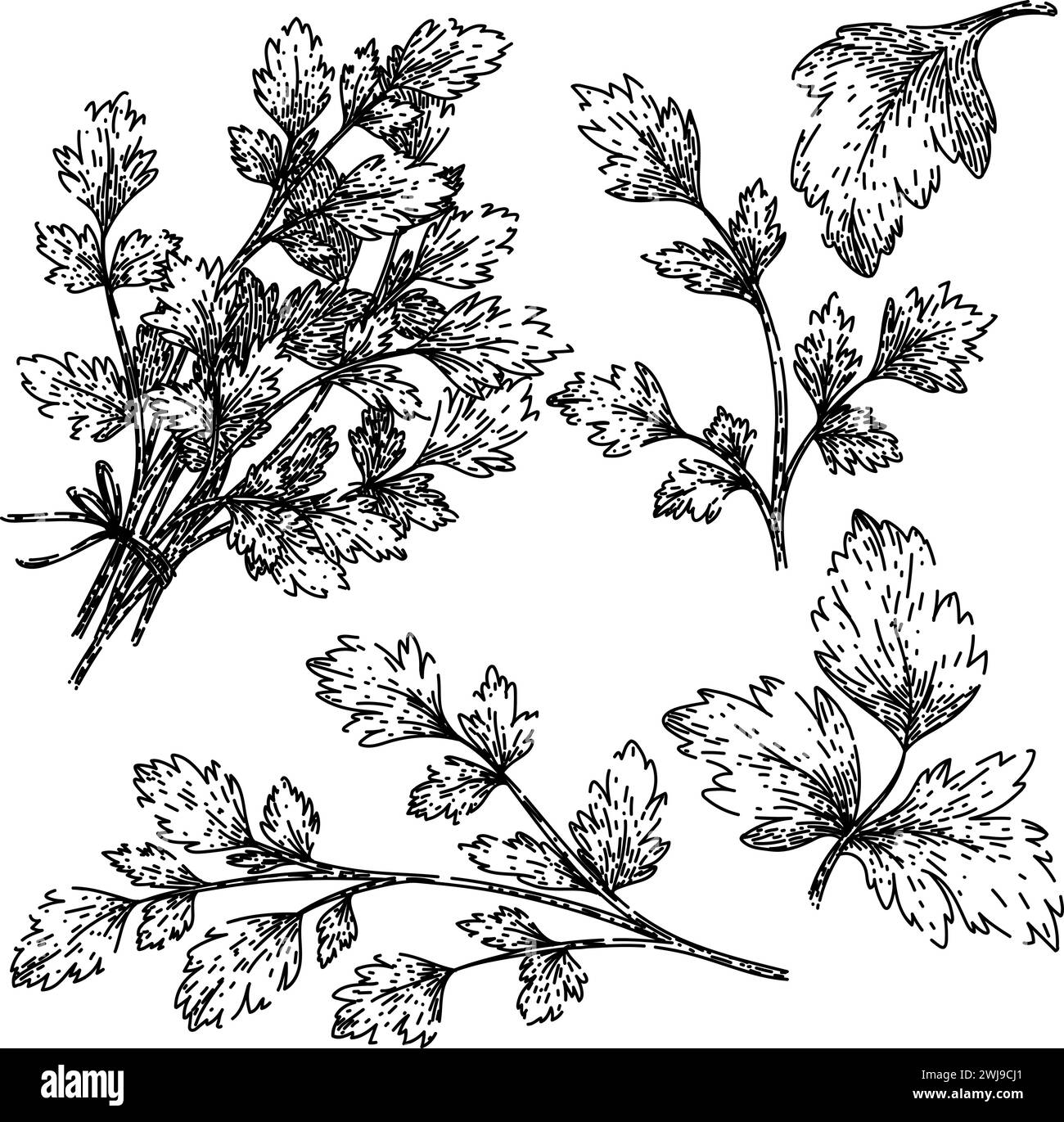 parsley set sketch hand drawn vector Stock Vector Image & Art - Alamy