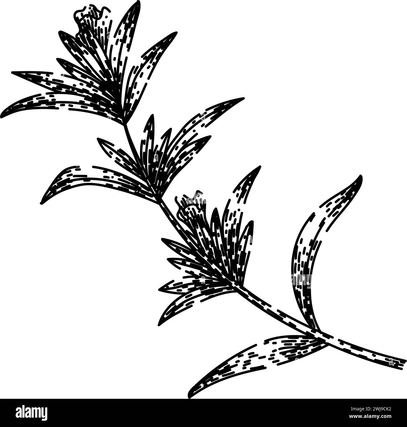 plant savory sketch hand drawn vector Stock Vector Image & Art - Alamy