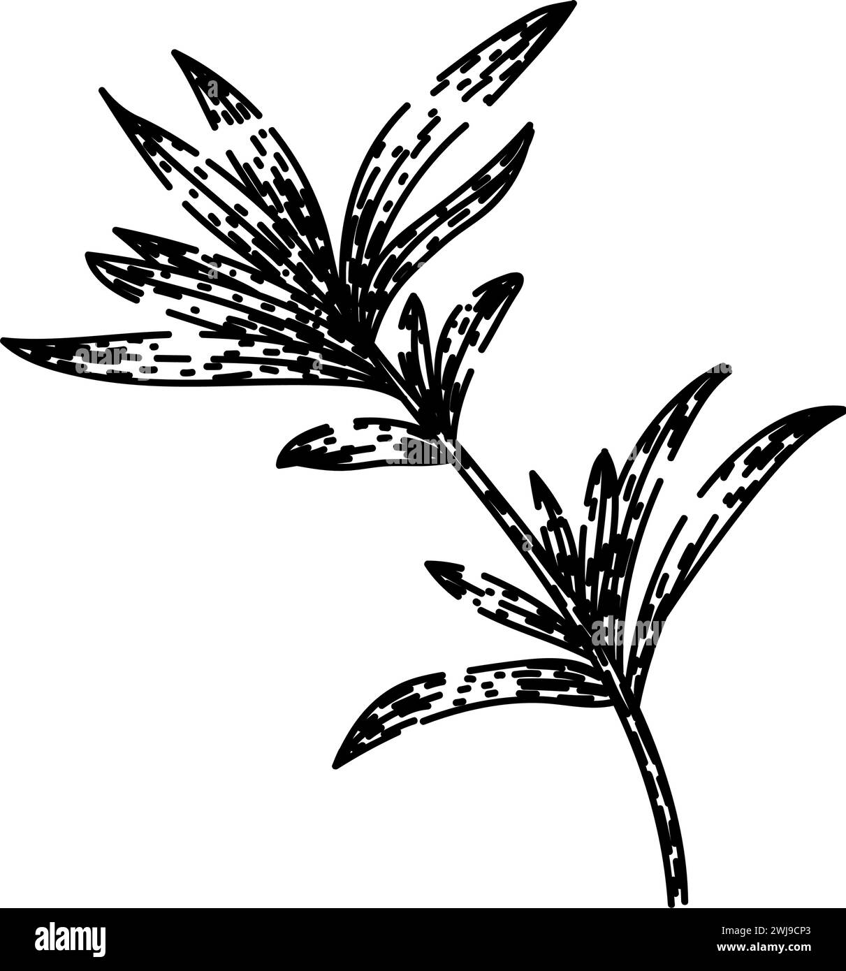 summer savory sketch hand drawn vector Stock Vector Image & Art - Alamy