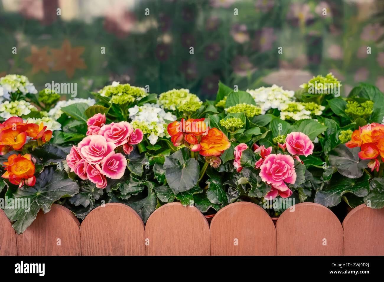 Bright flowers of tuberous begonias tuberhybrida in garden, cute flowerbed with a beautiful stylish wooden fence. Stock Photo