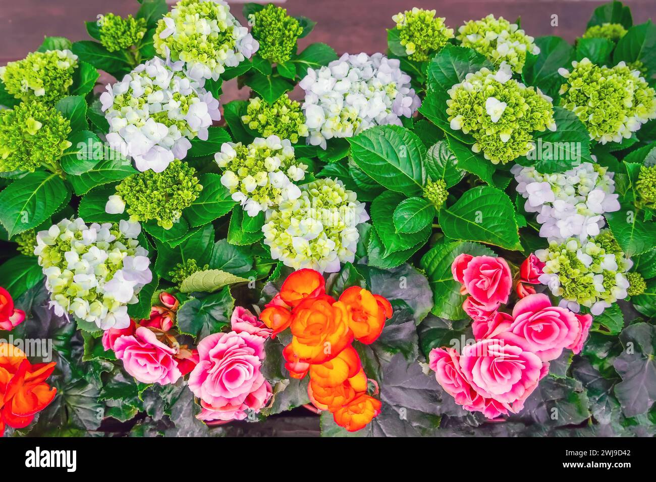 Bright flowers of tuberous begonias tuberhybrida in garden top view. Stock Photo