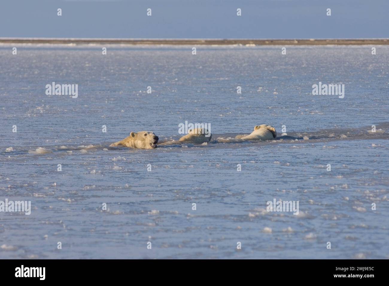 Polar bears, Ursus maritimus, sow cubs swimming in water in newly forming pack ice Beaufort Sea Arctic Ocean 1002 area of the anwr, Alaska Stock Photo