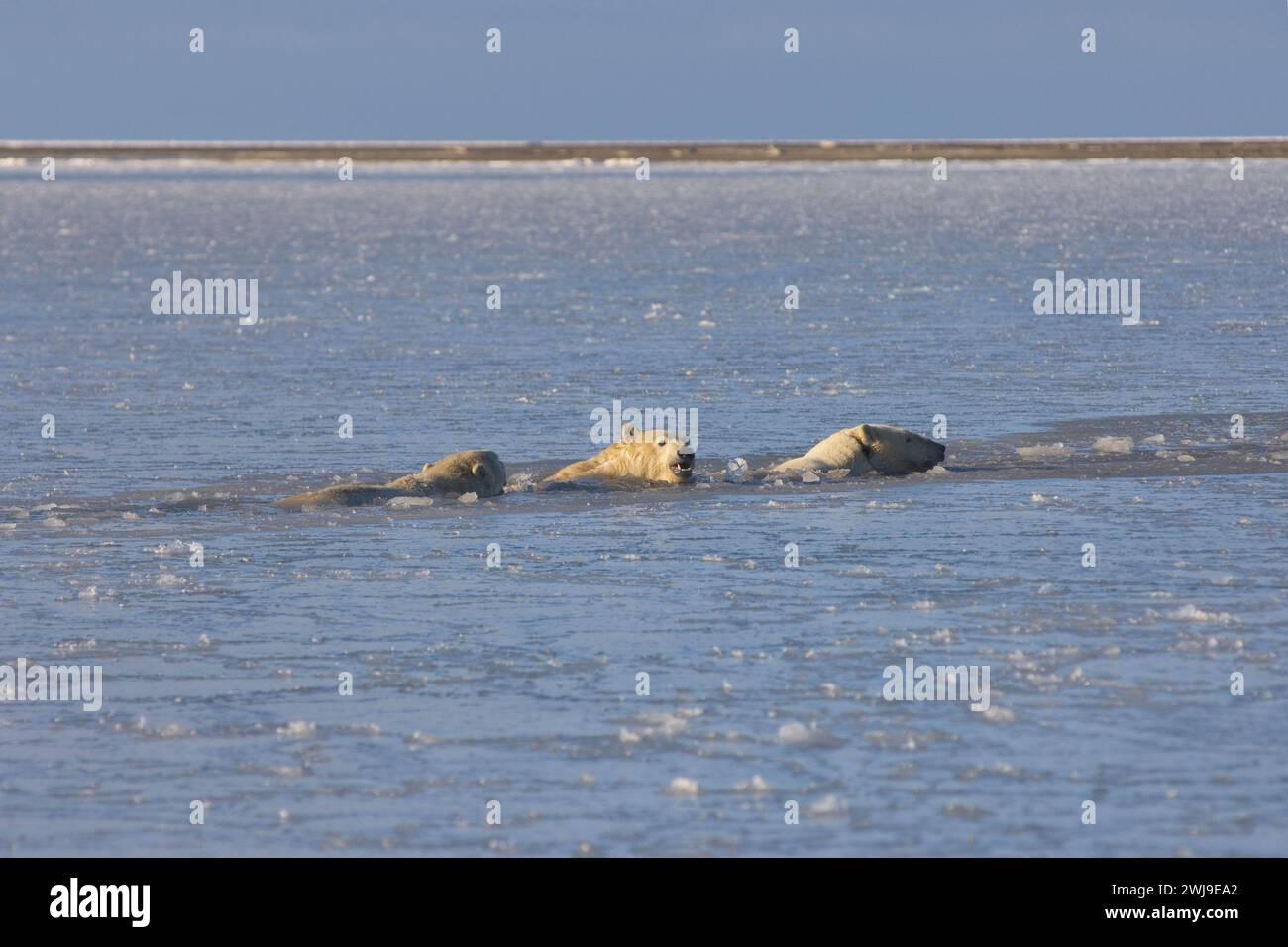 Polar bears, Ursus maritimus, sow cubs swimming in water in newly forming pack ice Beaufort Sea Arctic Ocean 1002 area of the anwr, Alaska Stock Photo