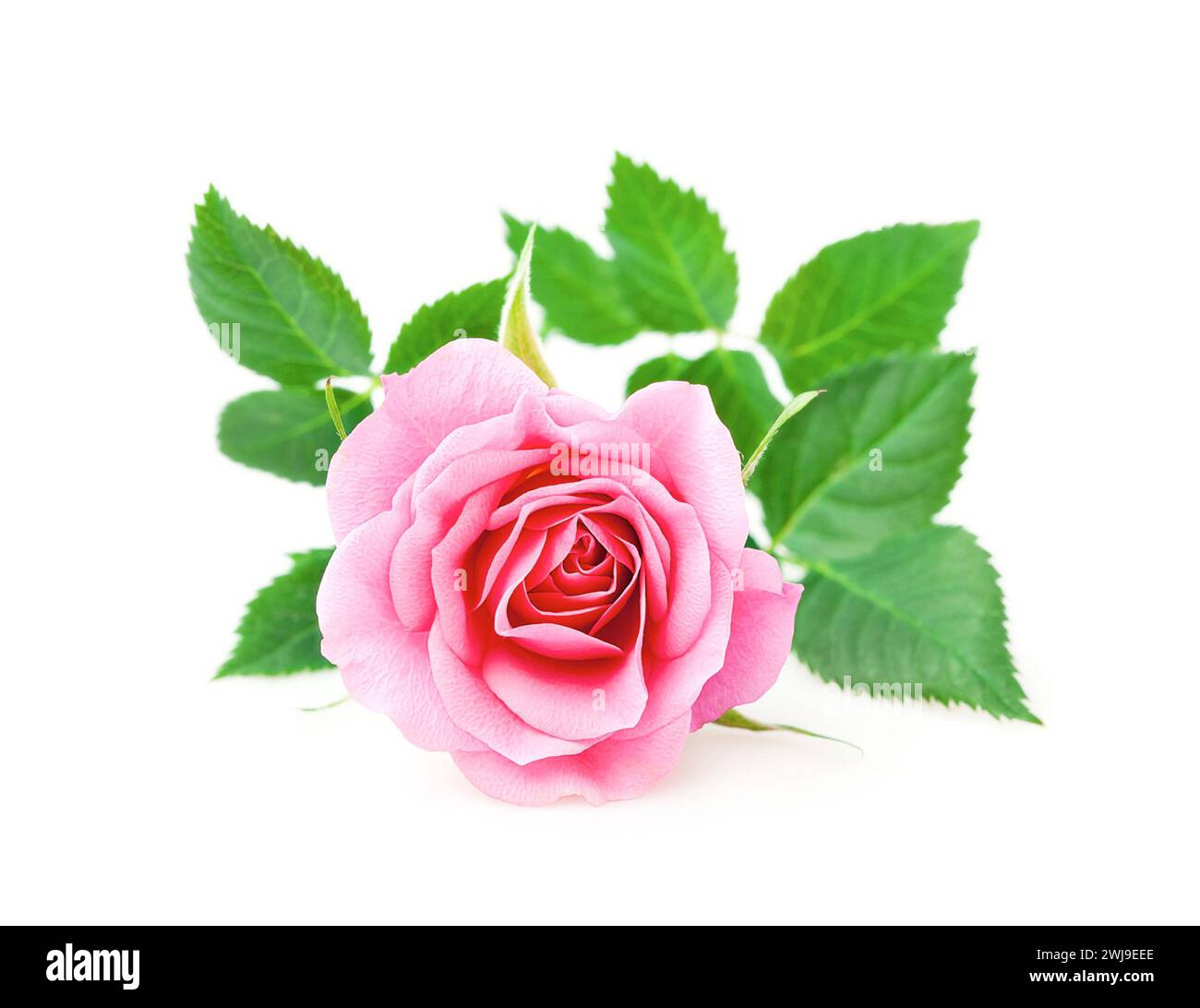 Pink rose flower closeup on a white background Stock Photo