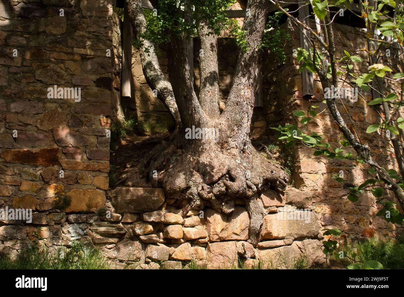 Sun shining on tree roots growing in a rock wall around castle ruins on a spring day in Rhineland Palatinate, Germany. Stock Photo