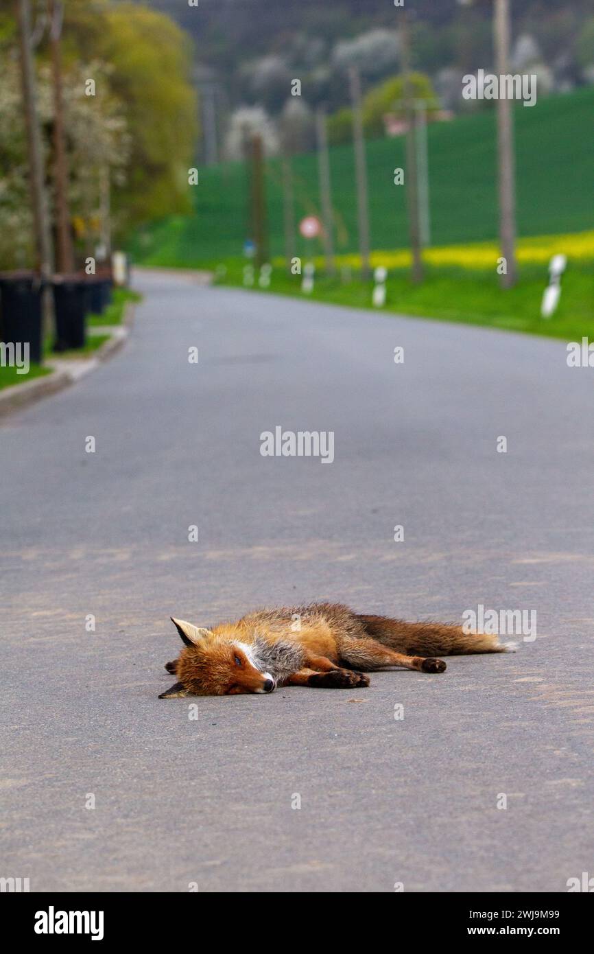 Red fox (Vulpes vulpes) dead on the road Stock Photo