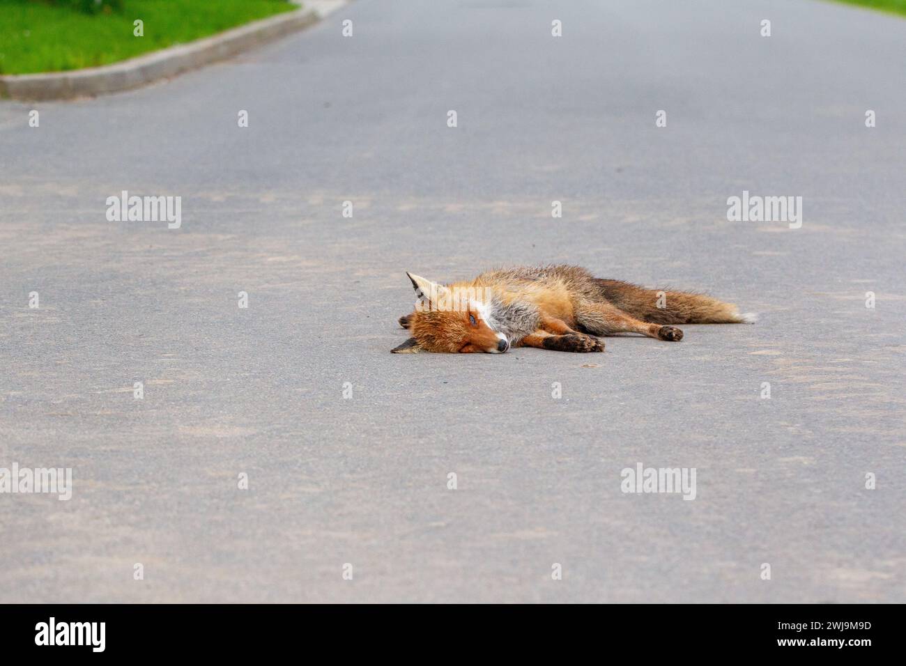 Red fox (Vulpes vulpes) dearh on the road Stock Photo
