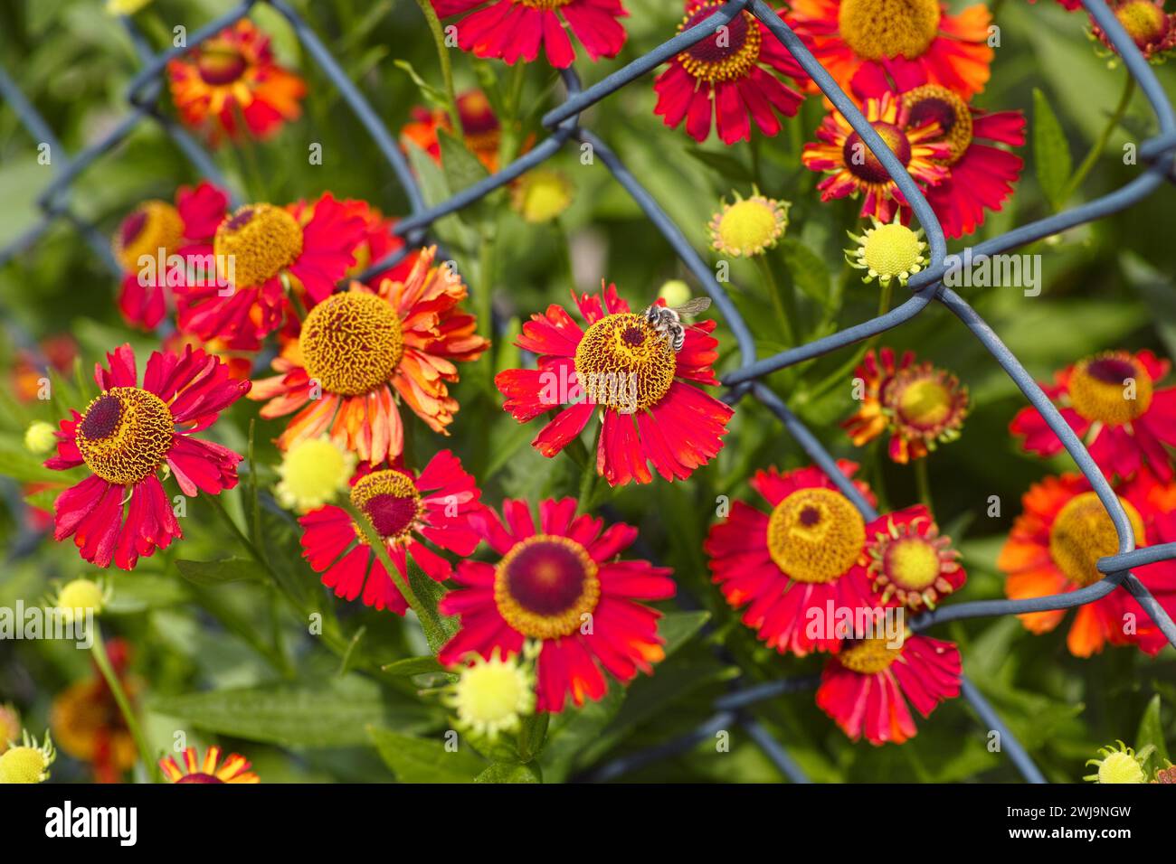 A bee on a red Helenium autumnales (common sneezeweed) flower in the garden near a chain link fence Stock Photo