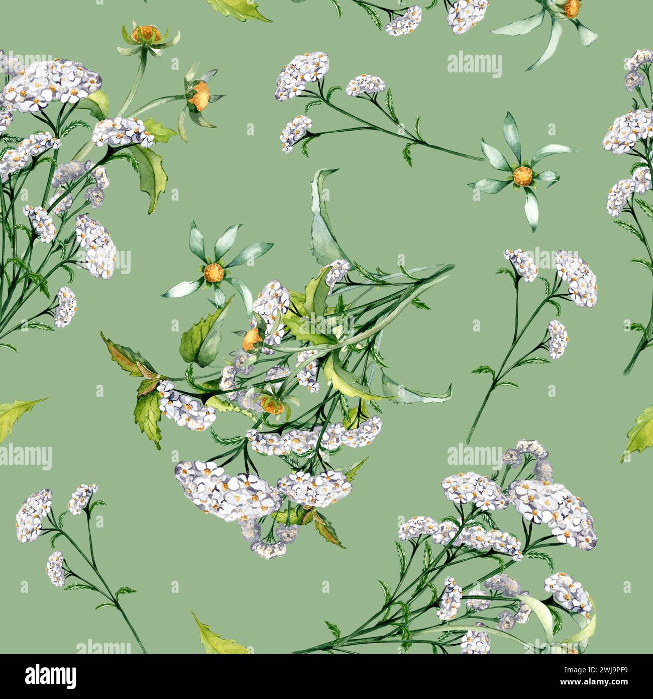 Achillea yarrow, nettle, bidens beggarticks watercolor seamless pattern isolated on green. Medicinal flowers painted. Useful herbs, medicinal plants h Stock Photo
