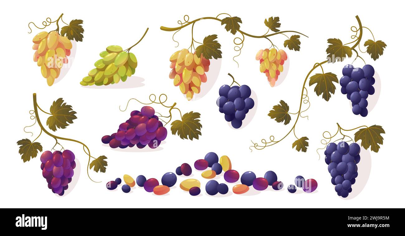 Grapes with leaves. Cartoon bunch of purple ripe red green yellow sweet fruit, bunch of fresh natural vineyard berries. Vector isolated set Stock Vector