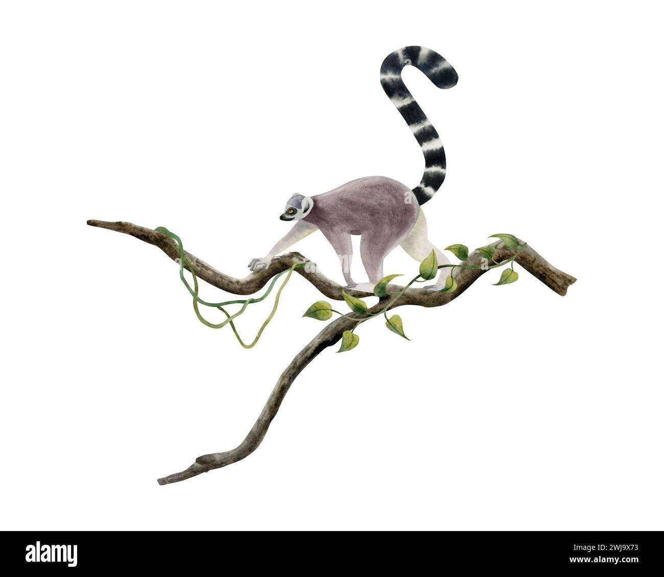 Jungle lemur walking along the branch with tropical liana vines watercolor illustration. Tropical animal monkey Stock Photo