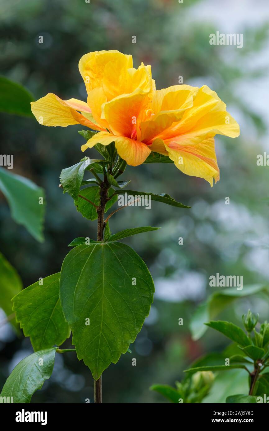 Hibiscus rosa-sinensis Königer, tropical hibiscus in yellow gold and red. Stock Photo