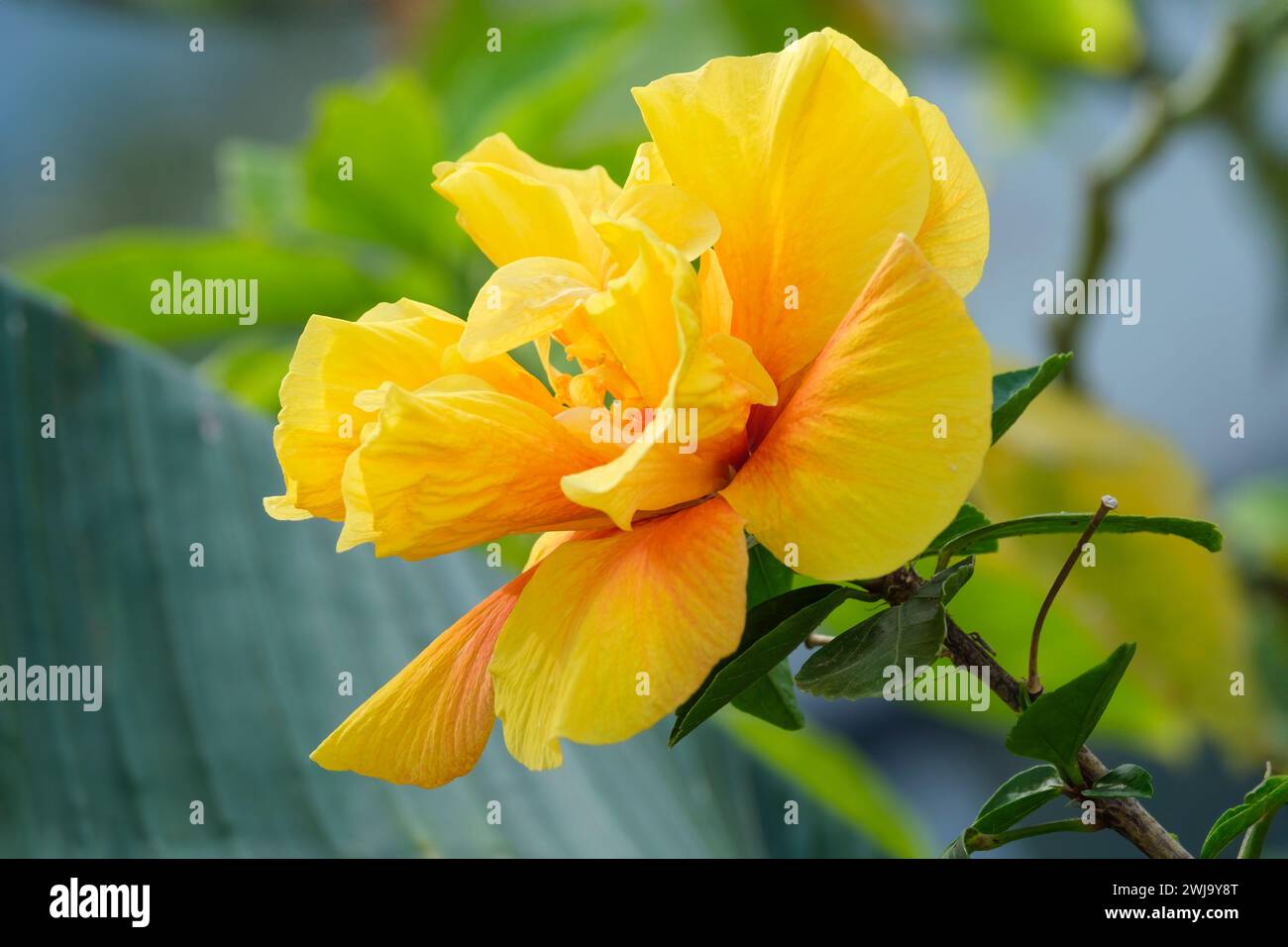 Hibiscus rosa-sinensis Königer, tropical hibiscus in yellow gold and red. Stock Photo
