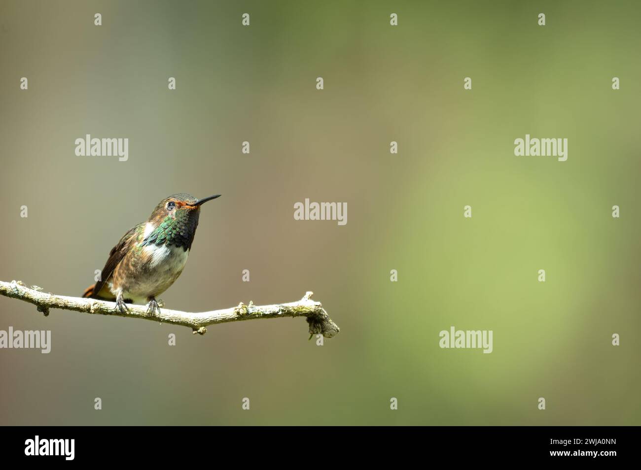 Volcano hummingbird (selasphorus flammula), Costa Rica Stock Photo