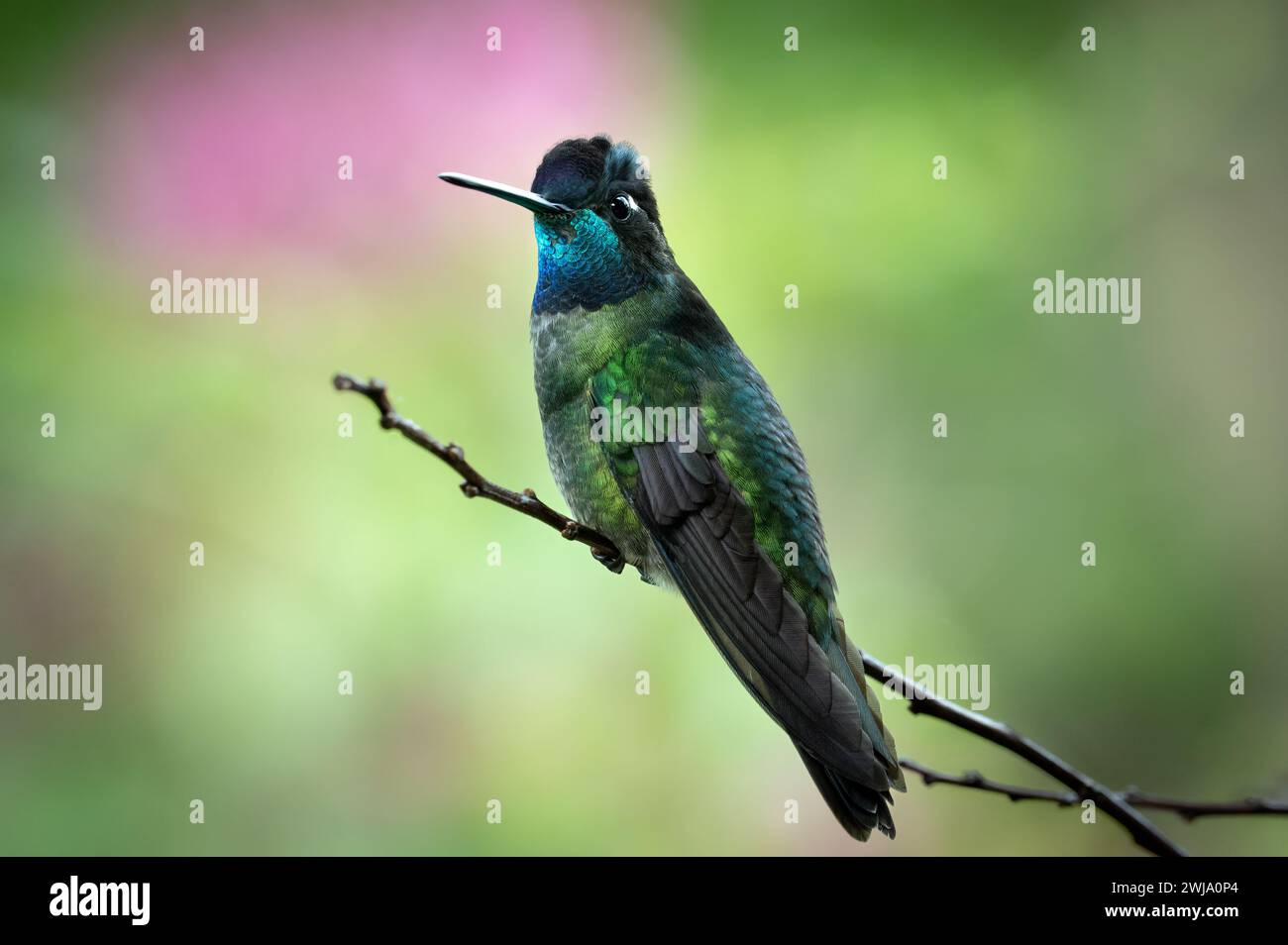 Talamanca hummingbird (Eugenes spectabilis) on a perch Stock Photo