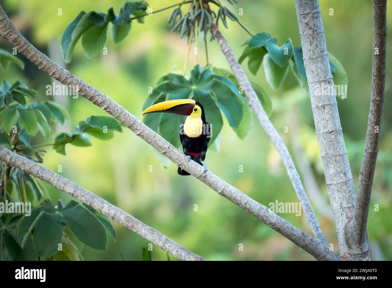 Black-mandibled toucan (Ramphastos ambiguus) on a perch in the palm trees of Costa Rica Stock Photo