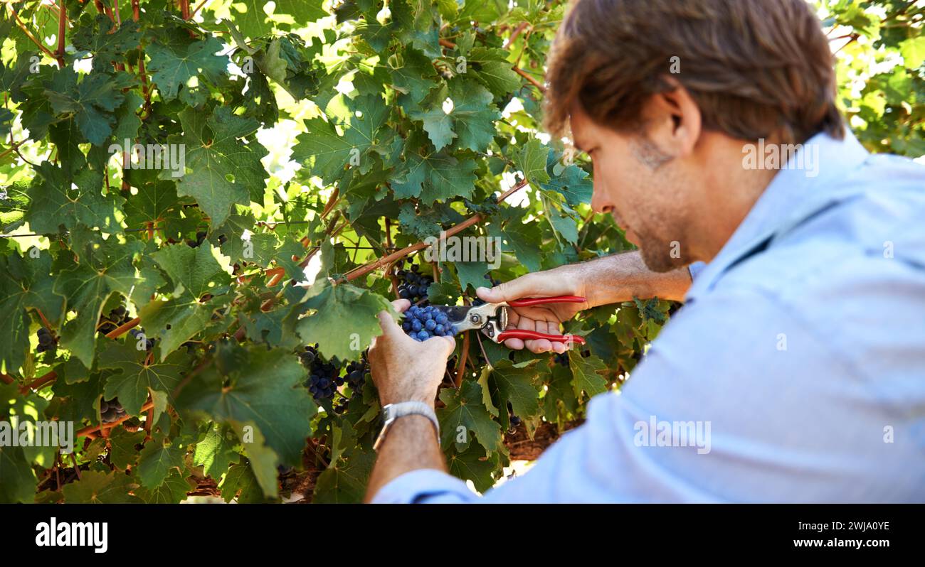 Winemaker, man and pruning shears for grapes in vineyard with harvest season, growth and agriculture on farm. Wine making, entrepreneur and scissor Stock Photo