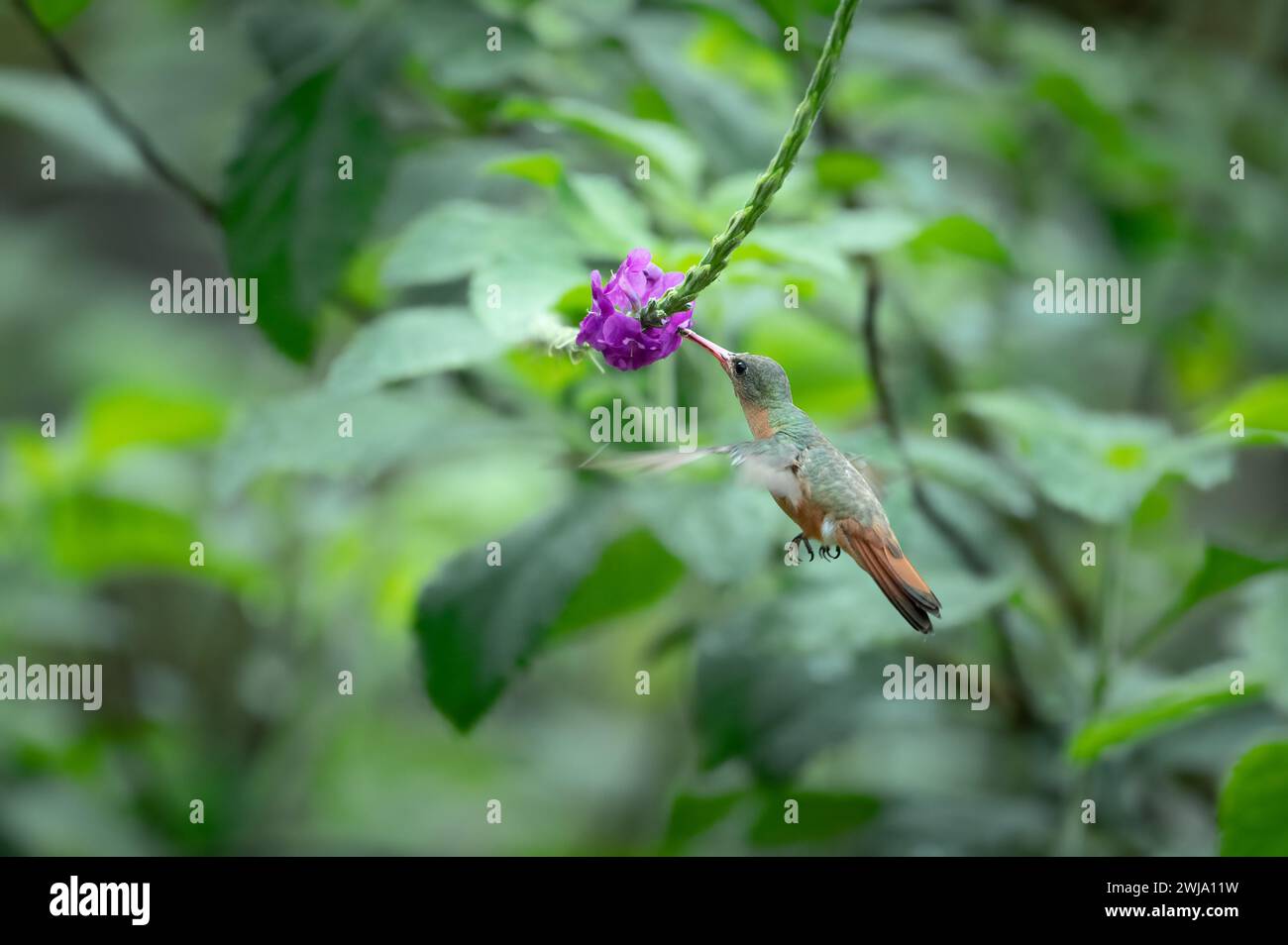 Cinnamon hummingbird (Amazilia rutila) hoovering for nectar, Costa Rica Stock Photo