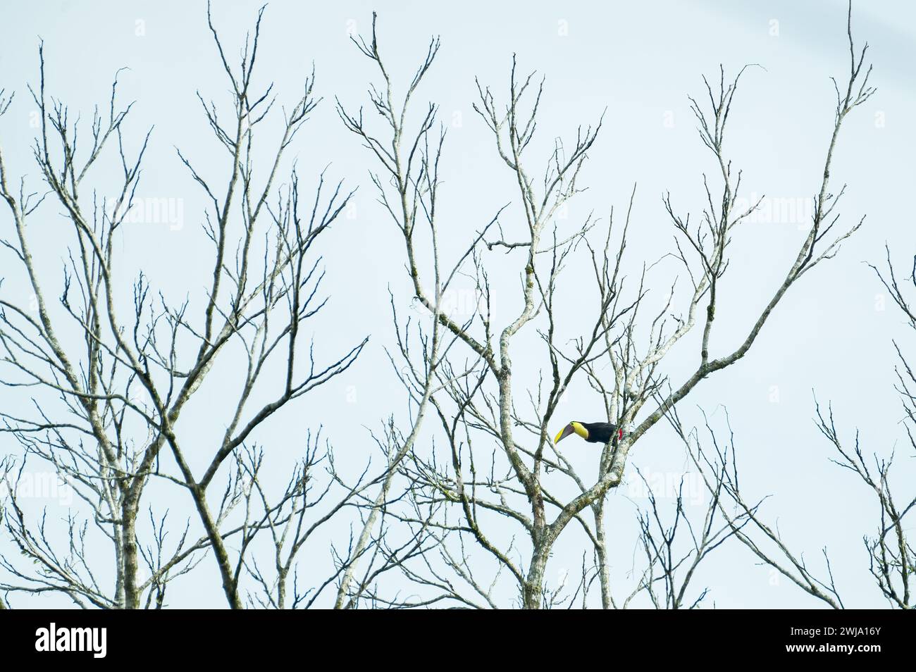 Black-mandibled toucan (Ramphastos ambiguus) in the trees, Costa Rica Stock Photo