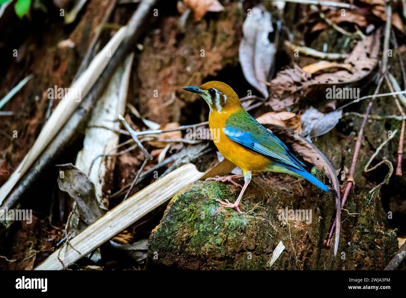 Capturing Nature's Symphony: Bird Photography in Kerala's Rainforests with the Enigmatic Orange-headed Thrush Stock Photo