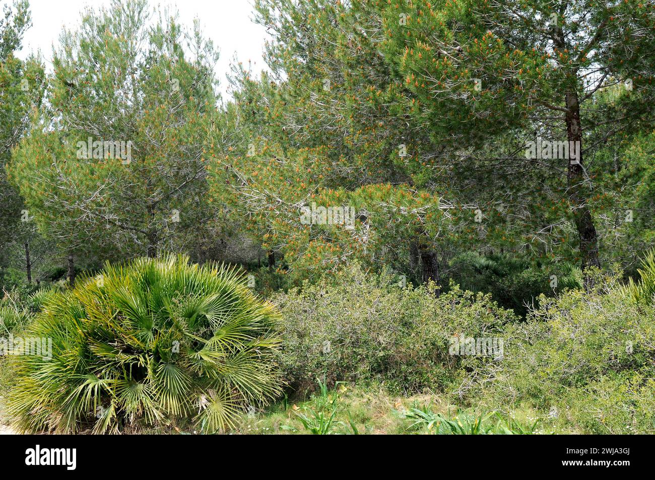 Massif of Montgo Natural Park, vegetation. Marina Alta, Alicante, Comunidad Valenciana, Spain. Stock Photo