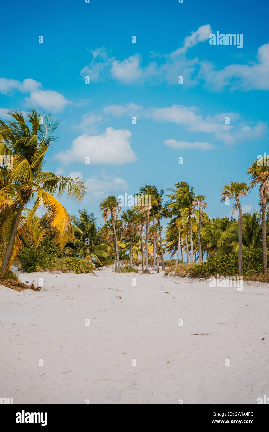 Pristine white sand beach lined with lush palm trees under a clear blue ...